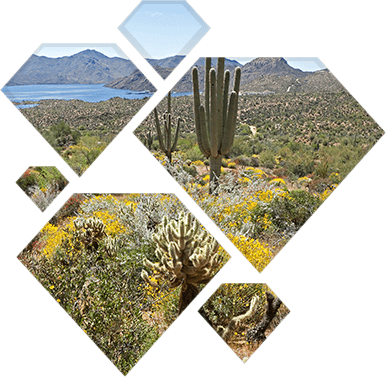 Phoenix Arizona desert landscape.