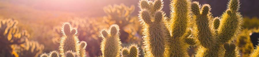 Scottsdale desert with jumping cholla at sunset.