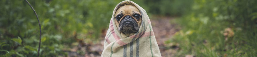 Scared and alone pug after Wordpress website was hacked.