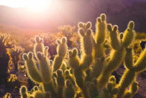 Jumping Cholla aka Teddy Bear Cactus. Thousands of needles in the sunset.